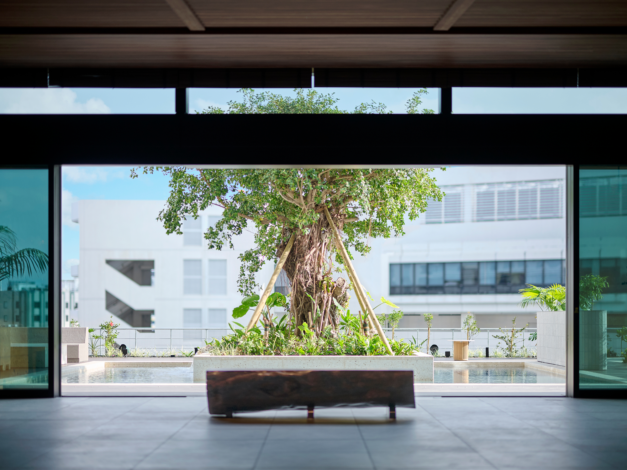 シンボルツリーのガジュマル